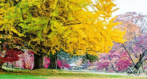 北海道札幌森彥咖啡廳必訪!30年老宅品味Tabelog認證好滋味。
