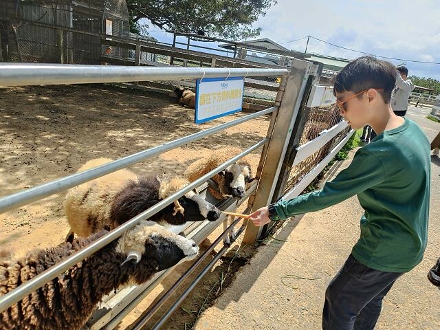 初鹿牧場 | 台東必遊親子景點.寬廣草原令人心曠神怡.近距離餵食動物好好玩!
