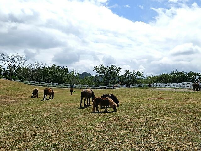 初鹿牧場 | 台東必遊親子景點.寬廣草原令人心曠神怡.近距離餵食動物好好玩!