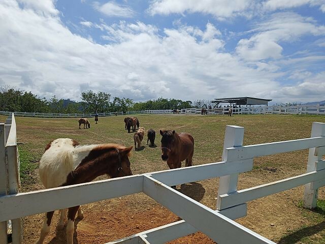 初鹿牧場 | 台東必遊親子景點.寬廣草原令人心曠神怡.近距離餵食動物好好玩!