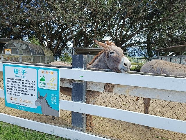 初鹿牧場 | 台東必遊親子景點.寬廣草原令人心曠神怡.近距離餵食動物好好玩!