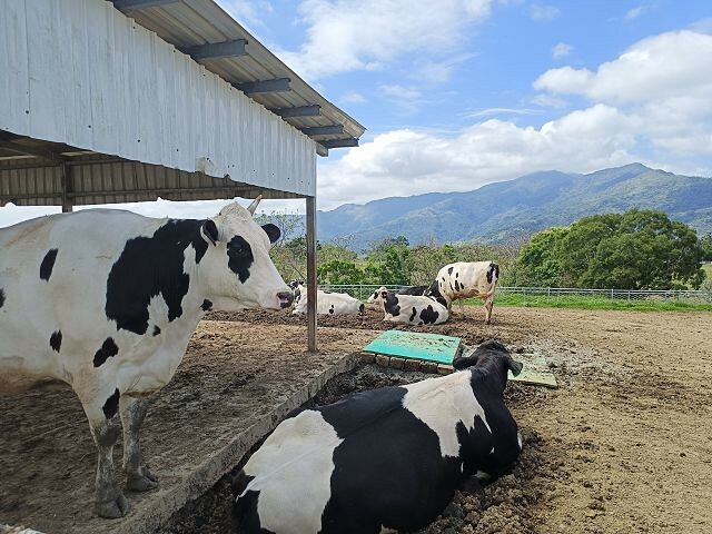 初鹿牧場 | 台東必遊親子景點.寬廣草原令人心曠神怡.近距離餵食動物好好玩!