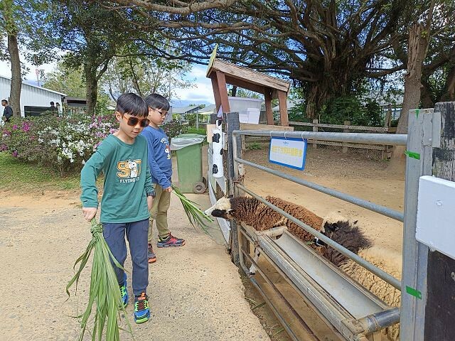 初鹿牧場 | 台東必遊親子景點.寬廣草原令人心曠神怡.近距離餵食動物好好玩!