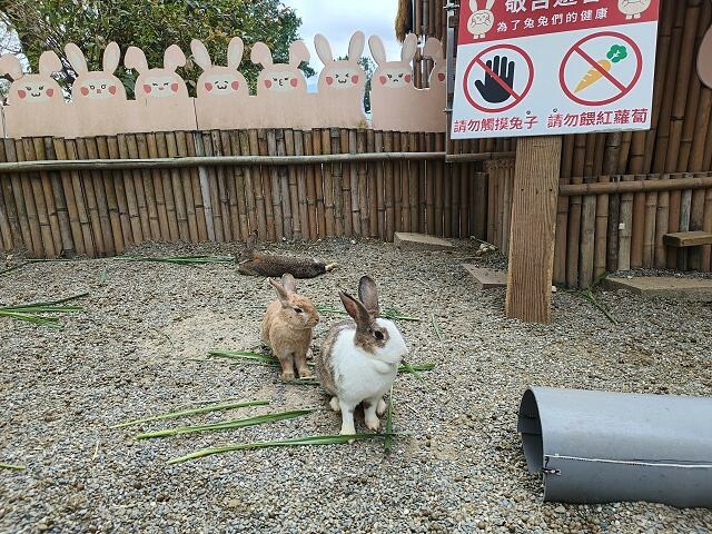 初鹿牧場 | 台東必遊親子景點.寬廣草原令人心曠神怡.近距離餵食動物好好玩!