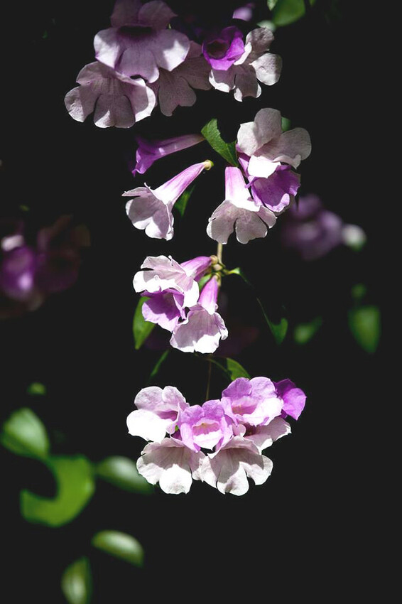 新北市泰山區【新北景點】泰山楓樹河濱公園‧蒜香藤(紫鈴藤)盛開│紫色瀑布美景│季節限定美景│新蘆線‧捷運丹鳳站│機場捷運