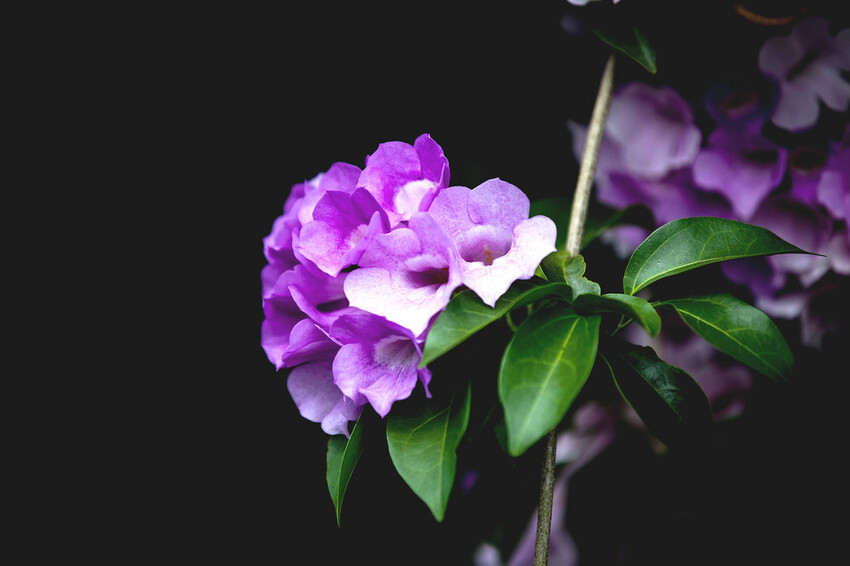 新北市泰山區【新北景點】泰山楓樹河濱公園‧蒜香藤(紫鈴藤)盛開│紫色瀑布美景│季節限定美景│新蘆線‧捷運丹鳳站│機場捷運