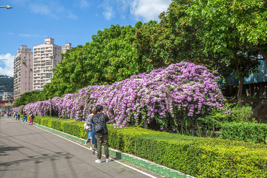 新北市泰山區【新北景點】泰山楓樹河濱公園‧蒜香藤(紫鈴藤)盛開│紫色瀑布美景│季節限定美景│新蘆線‧捷運丹鳳站│機場捷運