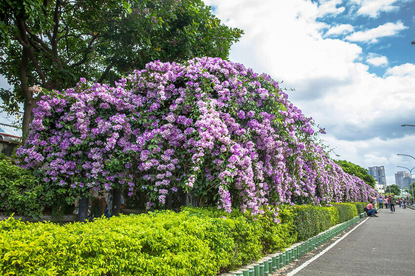 新北市泰山區【新北景點】泰山楓樹河濱公園‧蒜香藤(紫鈴藤)盛開│紫色瀑布美景│季節限定美景│新蘆線‧捷運丹鳳站│機場捷運