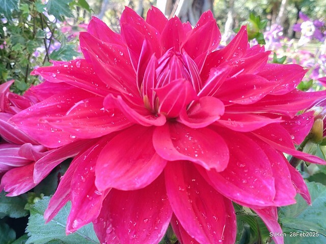 2025台北杜鵑花季系列(二) 大理花篇( Dahlia at Daan forest park), Taipei, Taiwan, SJKen , Feb 28, 2025.