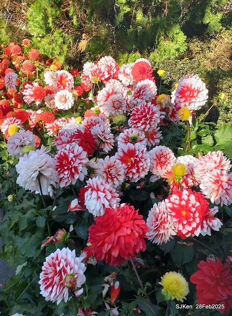 2025台北杜鵑花季系列(二) 大理花篇( Dahlia at Daan forest park), Taipei, Taiwan, SJKen , Feb 28, 2025.