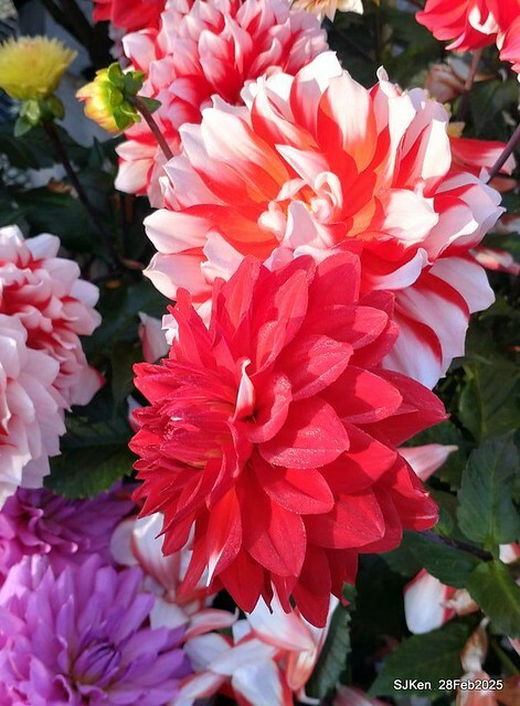 2025台北杜鵑花季系列(二) 大理花篇( Dahlia at Daan forest park), Taipei, Taiwan, SJKen , Feb 28, 2025.