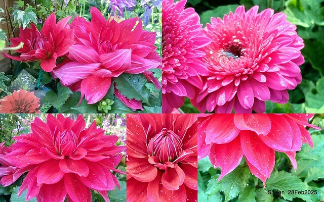 2025台北杜鵑花季系列(二) 大理花篇( Dahlia at Daan forest park), Taipei, Taiwan, SJKen , Feb 28, 2025.