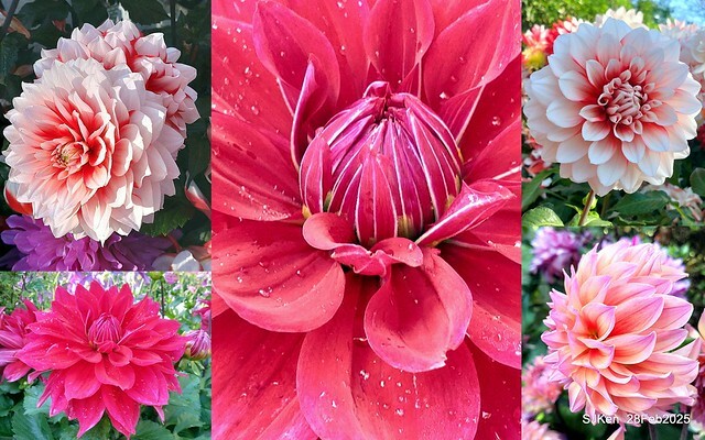 2025台北杜鵑花季系列(二) 大理花篇( Dahlia at Daan forest park), Taipei, Taiwan, SJKen , Feb 28, 2025.