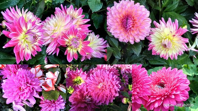 2025台北杜鵑花季系列(二) 大理花篇( Dahlia at Daan forest park), Taipei, Taiwan, SJKen , Feb 28, 2025.