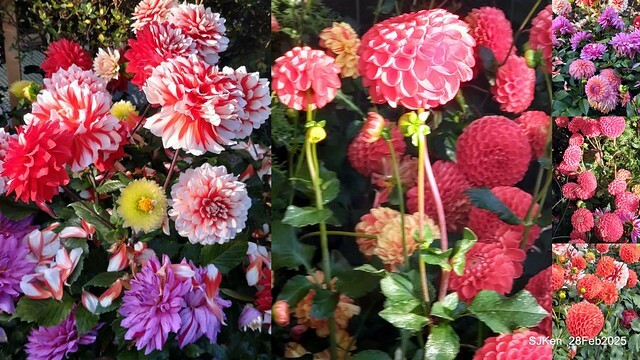 2025台北杜鵑花季系列(二) 大理花篇( Dahlia at Daan forest park), Taipei, Taiwan, SJKen , Feb 28, 2025.