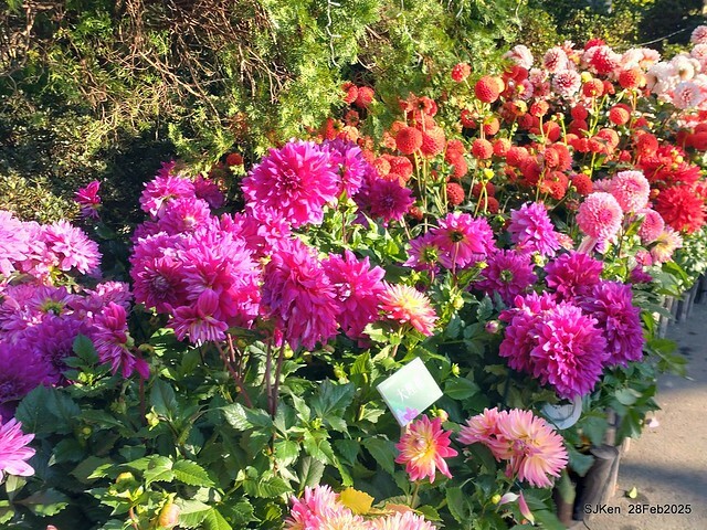 2025台北杜鵑花季系列(二) 大理花篇( Dahlia at Daan forest park), Taipei, Taiwan, SJKen , Feb 28, 2025.