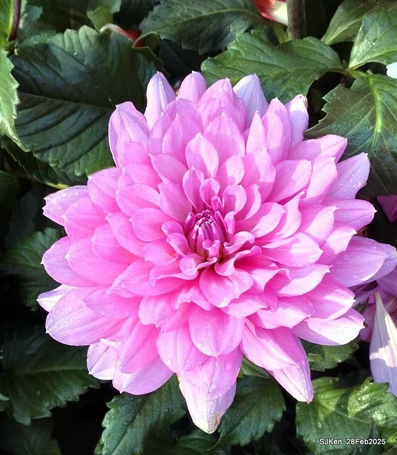 2025台北杜鵑花季系列(二) 大理花篇( Dahlia at Daan forest park), Taipei, Taiwan, SJKen , Feb 28, 2025.