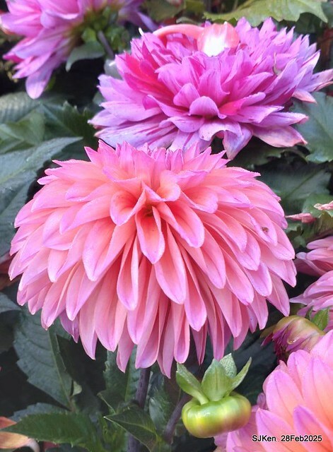 2025台北杜鵑花季系列(二) 大理花篇( Dahlia at Daan forest park), Taipei, Taiwan, SJKen , Feb 28, 2025.