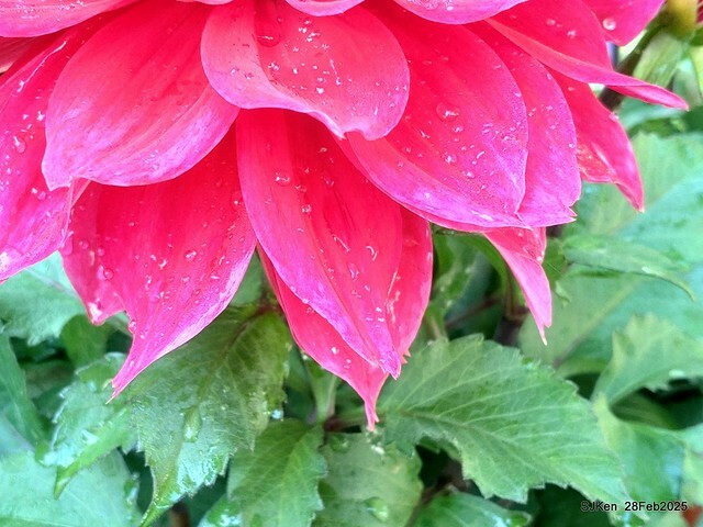 2025台北杜鵑花季系列(二) 大理花篇( Dahlia at Daan forest park), Taipei, Taiwan, SJKen , Feb 28, 2025.