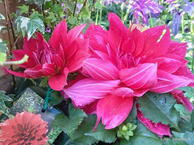 2025台北杜鵑花季系列(二) 大理花篇( Dahlia at Daan forest park), Taipei, Taiwan, SJKen , Feb 28, 2025.