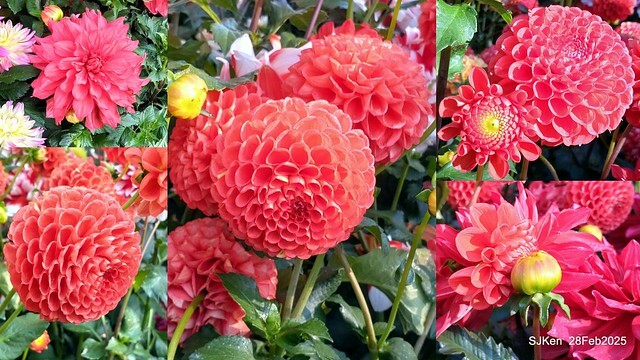 2025台北杜鵑花季系列(二) 大理花篇( Dahlia at Daan forest park), Taipei, Taiwan, SJKen , Feb 28, 2025.