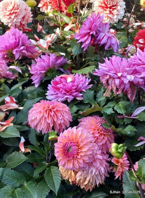 2025台北杜鵑花季系列(二) 大理花篇( Dahlia at Daan forest park), Taipei, Taiwan, SJKen , Feb 28, 2025.