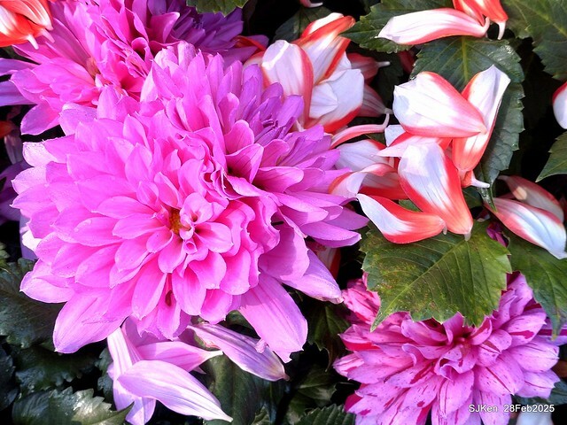 2025台北杜鵑花季系列(二) 大理花篇( Dahlia at Daan forest park), Taipei, Taiwan, SJKen , Feb 28, 2025.