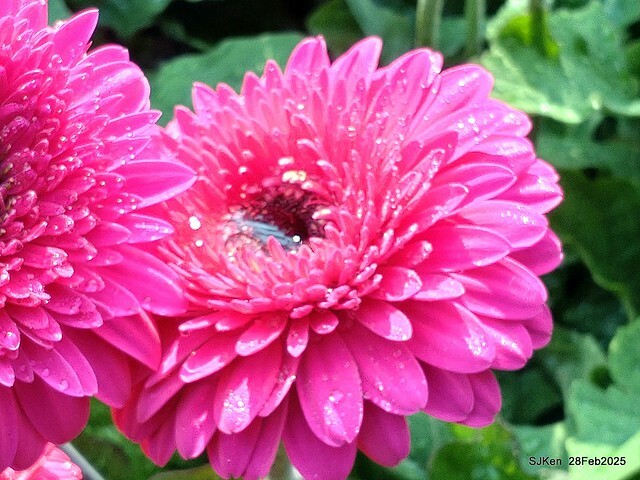 2025台北杜鵑花季系列(二) 大理花篇( Dahlia at Daan forest park), Taipei, Taiwan, SJKen , Feb 28, 2025.