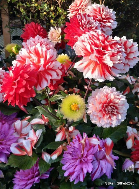 2025台北杜鵑花季系列(二) 大理花篇( Dahlia at Daan forest park), Taipei, Taiwan, SJKen , Feb 28, 2025.