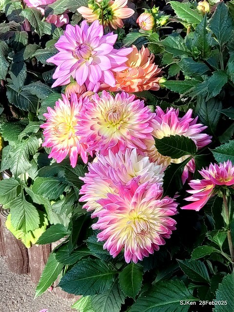 2025台北杜鵑花季系列(二) 大理花篇( Dahlia at Daan forest park), Taipei, Taiwan, SJKen , Feb 28, 2025.