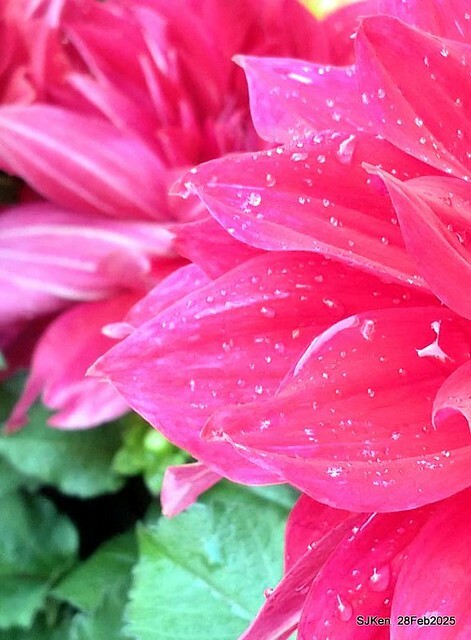 2025台北杜鵑花季系列(二) 大理花篇( Dahlia at Daan forest park), Taipei, Taiwan, SJKen , Feb 28, 2025.