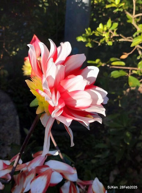 2025台北杜鵑花季系列(二) 大理花篇( Dahlia at Daan forest park), Taipei, Taiwan, SJKen , Feb 28, 2025.