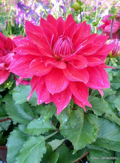 2025台北杜鵑花季系列(二) 大理花篇( Dahlia at Daan forest park), Taipei, Taiwan, SJKen , Feb 28, 2025.