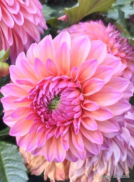 2025台北杜鵑花季系列(二) 大理花篇( Dahlia at Daan forest park), Taipei, Taiwan, SJKen , Feb 28, 2025.