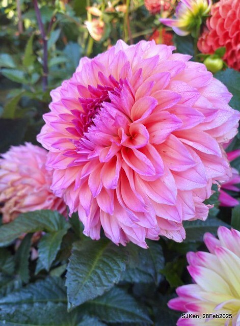 2025台北杜鵑花季系列(二) 大理花篇( Dahlia at Daan forest park), Taipei, Taiwan, SJKen , Feb 28, 2025.