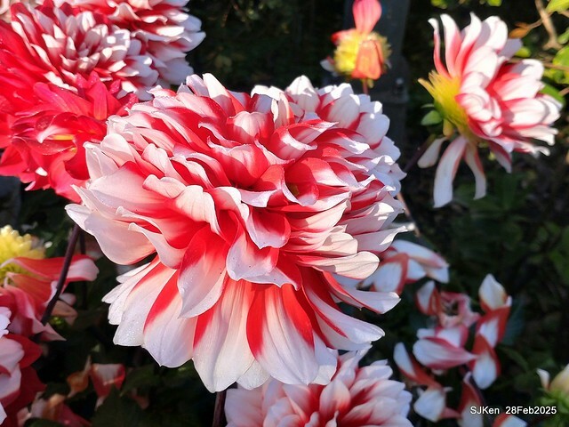 2025台北杜鵑花季系列(二) 大理花篇( Dahlia at Daan forest park), Taipei, Taiwan, SJKen , Feb 28, 2025.