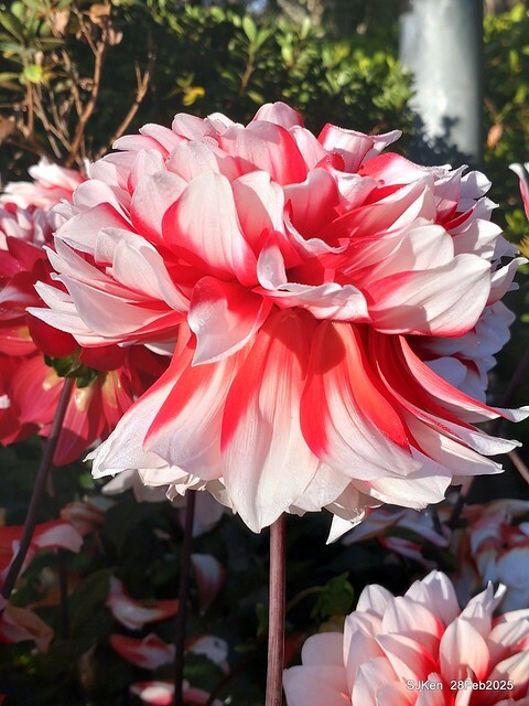 2025台北杜鵑花季系列(二) 大理花篇( Dahlia at Daan forest park), Taipei, Taiwan, SJKen , Feb 28, 2025.