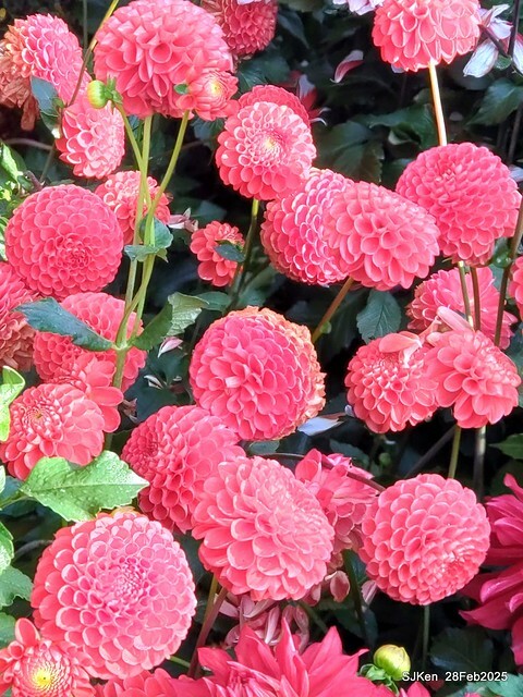 2025台北杜鵑花季系列(二) 大理花篇( Dahlia at Daan forest park), Taipei, Taiwan, SJKen , Feb 28, 2025.