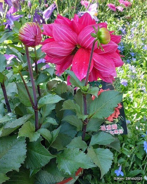 2025台北杜鵑花季系列(二) 大理花篇( Dahlia at Daan forest park), Taipei, Taiwan, SJKen , Feb 28, 2025.