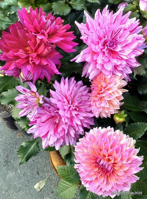 2025台北杜鵑花季系列(二) 大理花篇( Dahlia at Daan forest park), Taipei, Taiwan, SJKen , Feb 28, 2025.