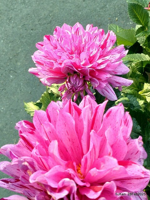 2025台北杜鵑花季系列(二) 大理花篇( Dahlia at Daan forest park), Taipei, Taiwan, SJKen , Feb 28, 2025.