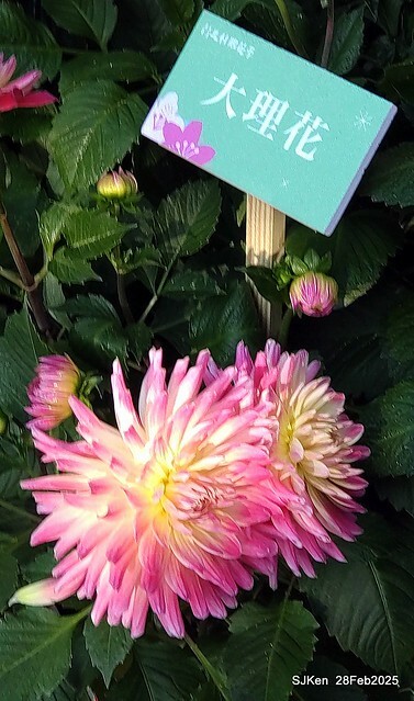 2025台北杜鵑花季系列(二) 大理花篇( Dahlia at Daan forest park), Taipei, Taiwan, SJKen , Feb 28, 2025.