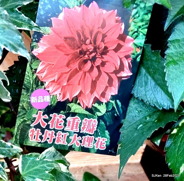 2025台北杜鵑花季系列(二) 大理花篇( Dahlia at Daan forest park), Taipei, Taiwan, SJKen , Feb 28, 2025.