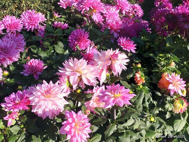 2025台北杜鵑花季系列(二) 大理花篇( Dahlia at Daan forest park), Taipei, Taiwan, SJKen , Feb 28, 2025.