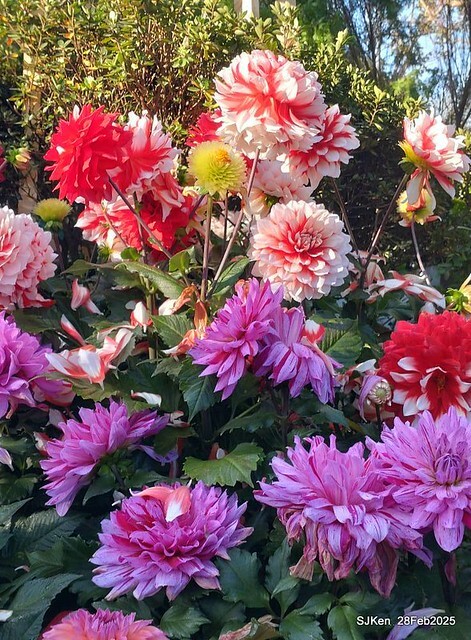 2025台北杜鵑花季系列(二) 大理花篇( Dahlia at Daan forest park), Taipei, Taiwan, SJKen , Feb 28, 2025.