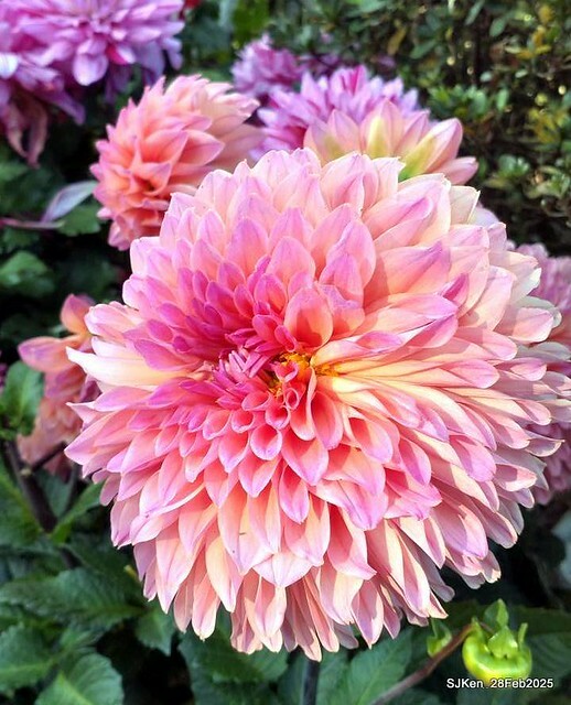 2025台北杜鵑花季系列(二) 大理花篇( Dahlia at Daan forest park), Taipei, Taiwan, SJKen , Feb 28, 2025.