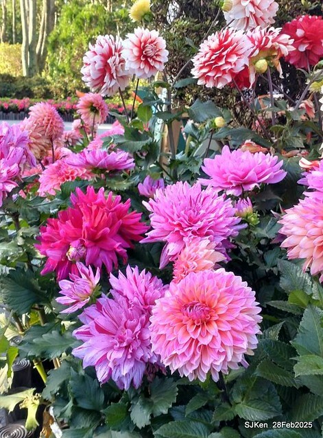 2025台北杜鵑花季系列(二) 大理花篇( Dahlia at Daan forest park), Taipei, Taiwan, SJKen , Feb 28, 2025.