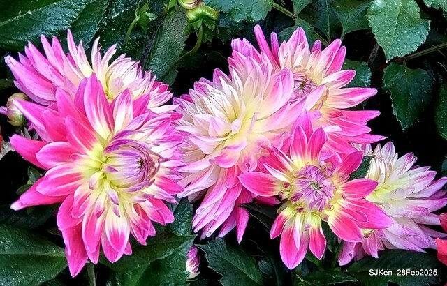 2025台北杜鵑花季系列(二) 大理花篇( Dahlia at Daan forest park), Taipei, Taiwan, SJKen , Feb 28, 2025.