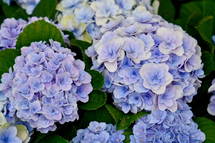 台北市區免費賞花「2025大安森公園繡球花季」，2000株繡