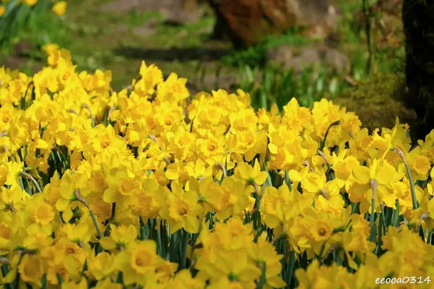 陽明山賞花，「湖山綠地」9000株水仙花齊綻放，浪漫金黃色花